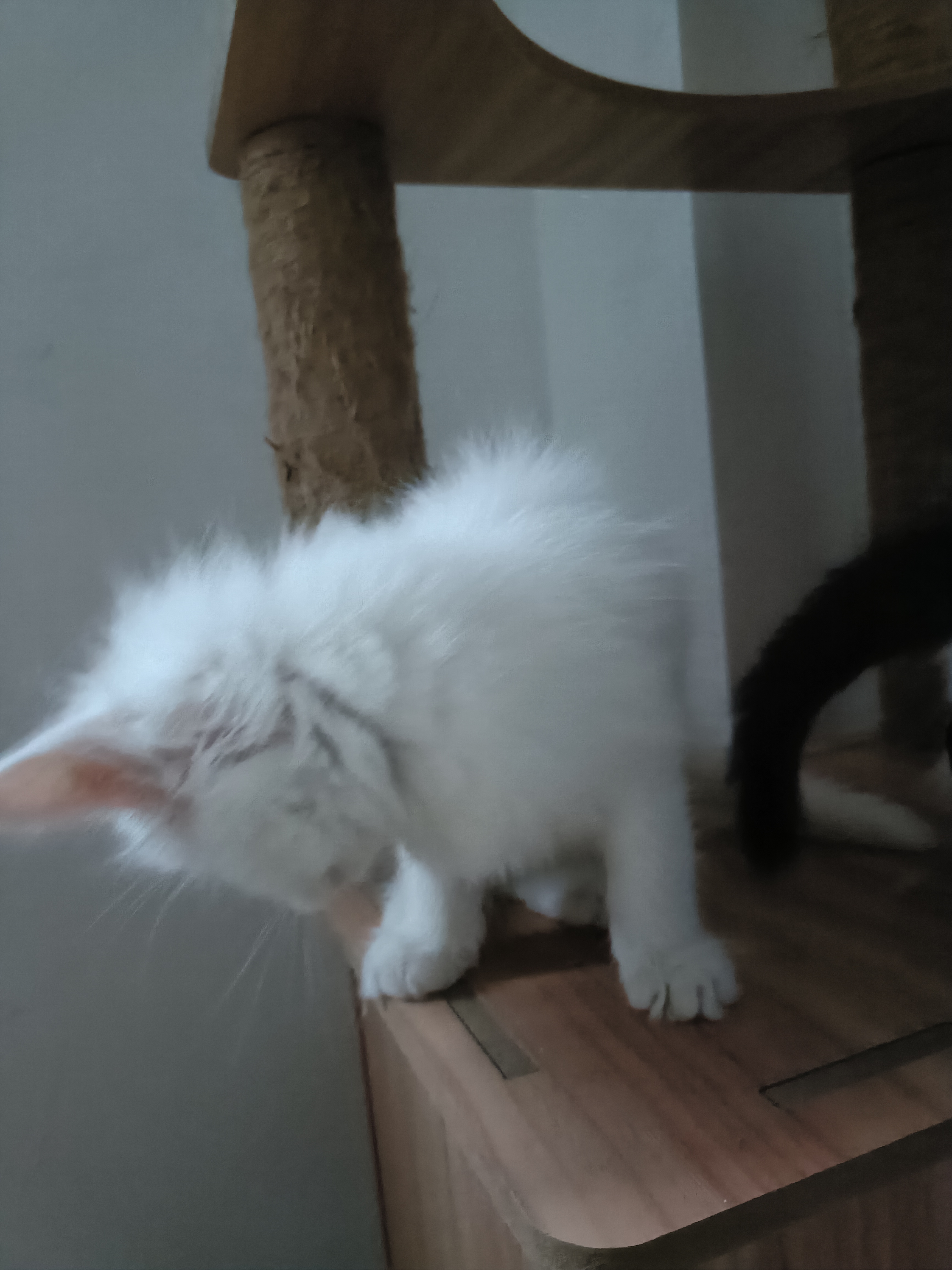 缅因猫